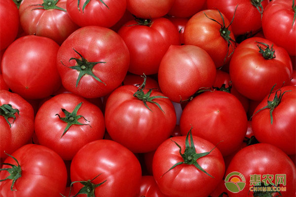 西红柿收购行情如何？7月17日西红柿主产区收购行情
